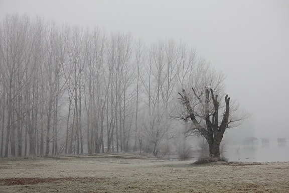 fog, frost, riverbank, mist, cold, cold water, weather, snow, wood, landscape