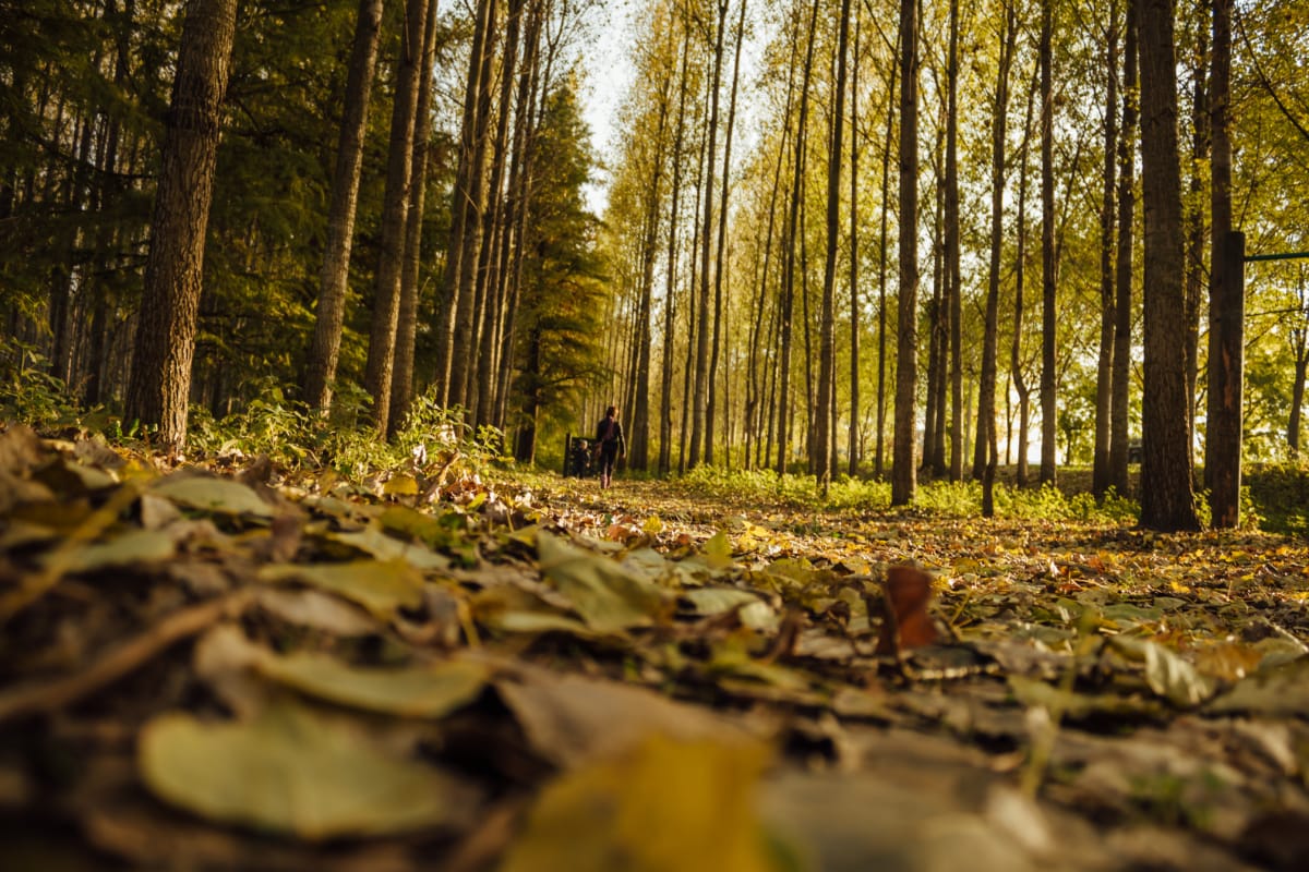 一人で, 森の小道, 森林歩道, 人, ウォーキング, 秋のシーズン, フォレスト, ランドス ケープ, 自然, 木