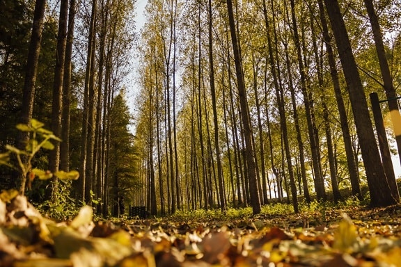lišće, Šumski put, tlo, jesen, drvo, priroda, grm, list, šuma, drvo