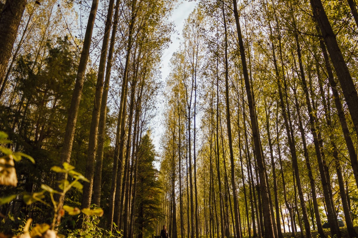 perspective, trees, forest path, high, tree, birch, nature, wood, forest, leaf