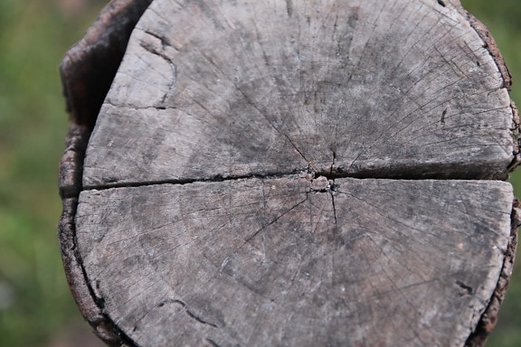 trä, bark, lövträ, skador, ved, konsistens, naturen, gamla, träd, trä