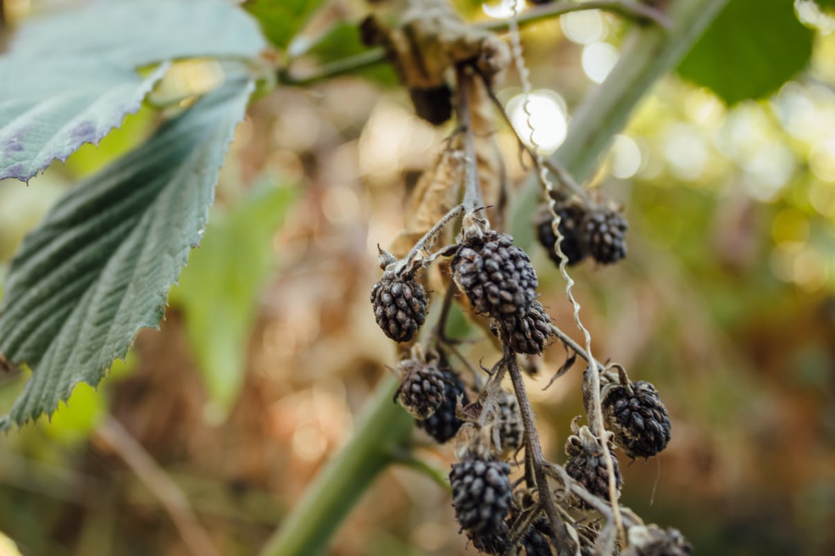 blackberry, buah, kebun buah-buahan, organik, alam, pohon, beri, daun, di luar rumah, musim panas