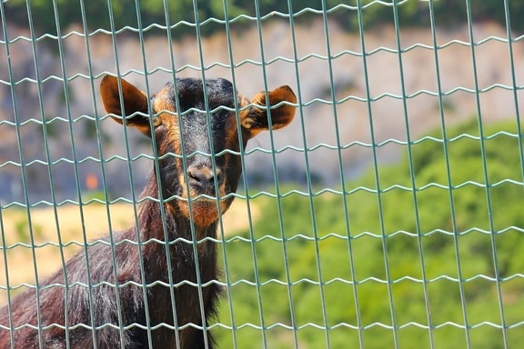 fence, zoo, goat, nature, grass, cage, cute, animal, fur, outdoors