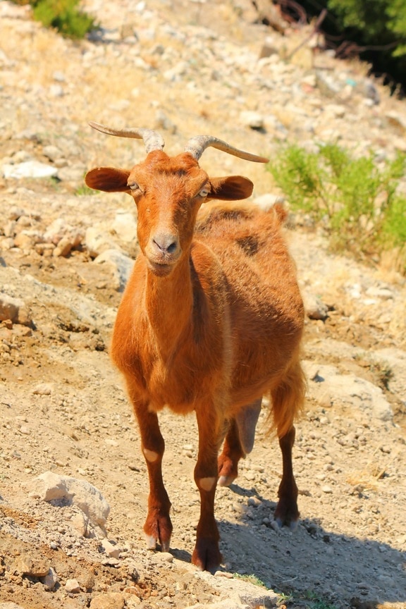 horn, goat, brown, mountain goat, wild, young, wildlife, nature, animal, outdoors