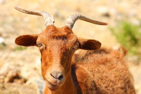 goat, brown, horn, head, eyes, nose, nature, animal, wildlife, grass