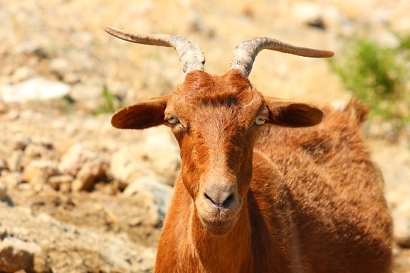 goat, eyes, nose, cattle, head, livestock, horn, wildlife, wild, grass