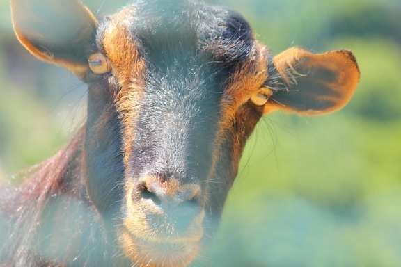 goat, mouth, head, eyes, nose, animal, portrait, outdoors, wildlife, hair