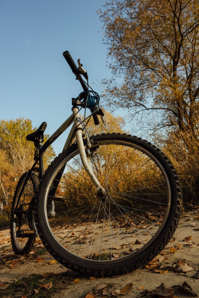 mountain bike, bicycle, forest path, autumn, cycling, cycle, device, wheel, bike, cyclist