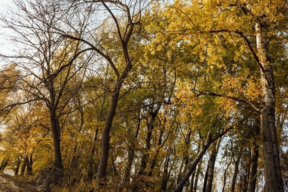 poplar, musim gugur, hutan, sinar matahari, jalan hutan, pemandangan, kayu, pohon, tanaman, daun