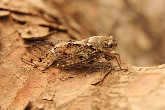 moth, insect, light brown, wings, arthropod, invertebrate, bug, cicada, wildlife, animal