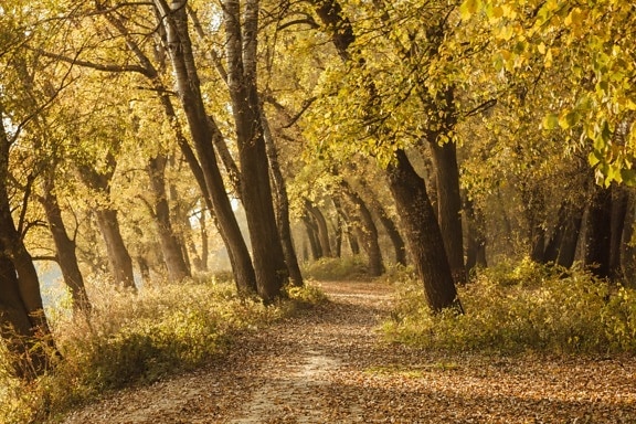 Herbst, Forststraße, gelbe Blätter, Eiche, Bäume, Park, Wald, Struktur, Blatt, Landschaft