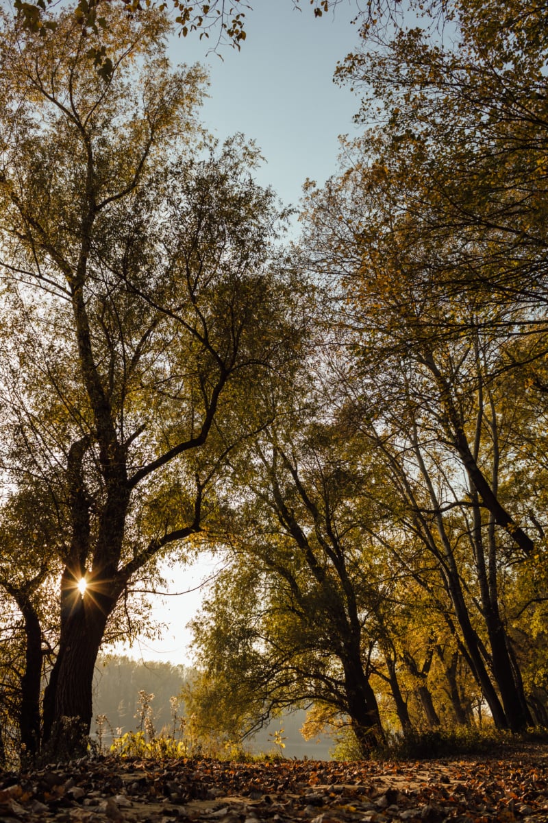 太陽黒点, 太陽光線, 太陽の光, 秋のシーズン, 森林歩道, フォレスト, 国立公園, ランドス ケープ, 葉, 秋