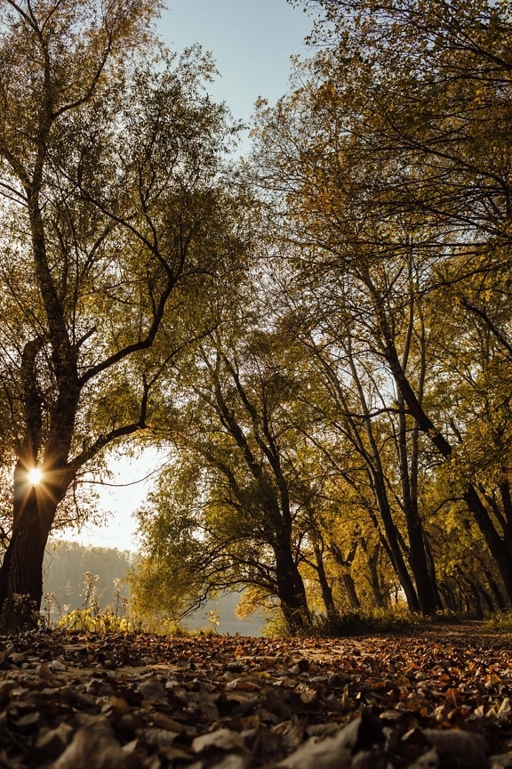 саншайн, Лесная троинка, осенний сезон, национальный парк, Аллея, живописные, лес, осень, парк, дерево