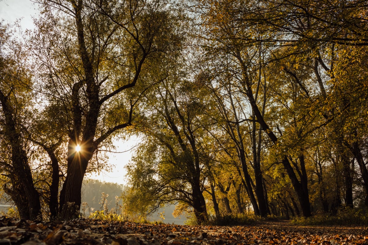 raio de sol, trilha da floresta, setembro, Outono, parque, árvore, floresta, árvores, paisagem, folha