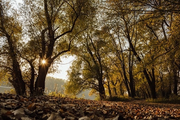 automne, chemin forestier, rayons de soleil, coucher de soleil, forêt, paysage, arbre, arbres, feuille, nature