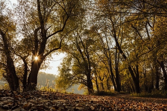 sinar matahari, bayangan, sinar matahari, jalan hutan, coklat kekuningan, daun-daun Kuning, ekologi, musim gugur, pohon, pohon