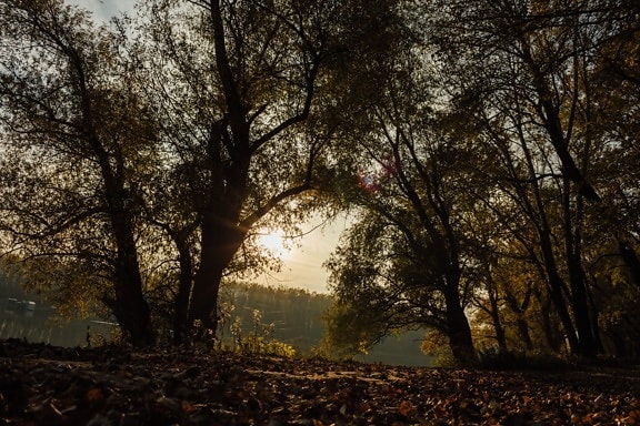тень, Лесная троинка, тьма, осень, лес, дерево, парк, пейзаж, деревья, сезон