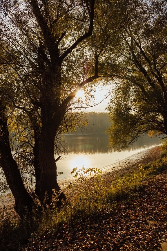 Съншайн, есенния сезон, реката, слънчевите, брегова линия, гора, рапица, зората, парк, дърво