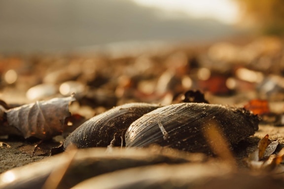 mussel, autumn season, shell, animal, mollusk, blur, invertebrate, nature, wildlife, outdoors