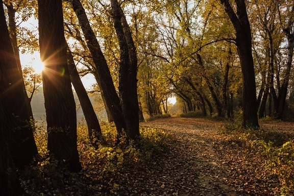 ensoleillement, saison de l'automne, chemin forestier, rayons de soleil, arbres, feuille, aube, paysage, arbre, parc