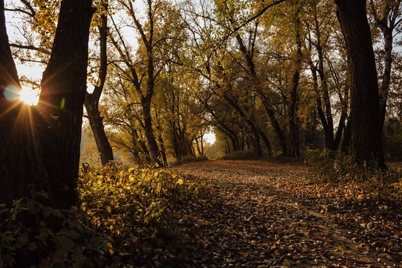 лісовій стежці, Форест Роуд, яскраве сонячне світло, сонячні промені, клімат, дерева, лист, сонце, Осінь, дерево