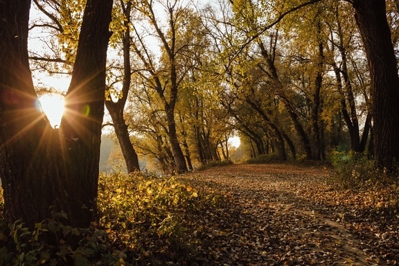 ensoleillement, octobre, sentier de la forêt, automne, forêt, ensoleillée, route forestière, lever du soleil, arbre, arbres