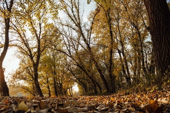 Waldweg, Boden, gelbe Blätter, Herbstsaison, Sonnenschein, Blatt, Herbst, Bäume, Wald, Landschaft
