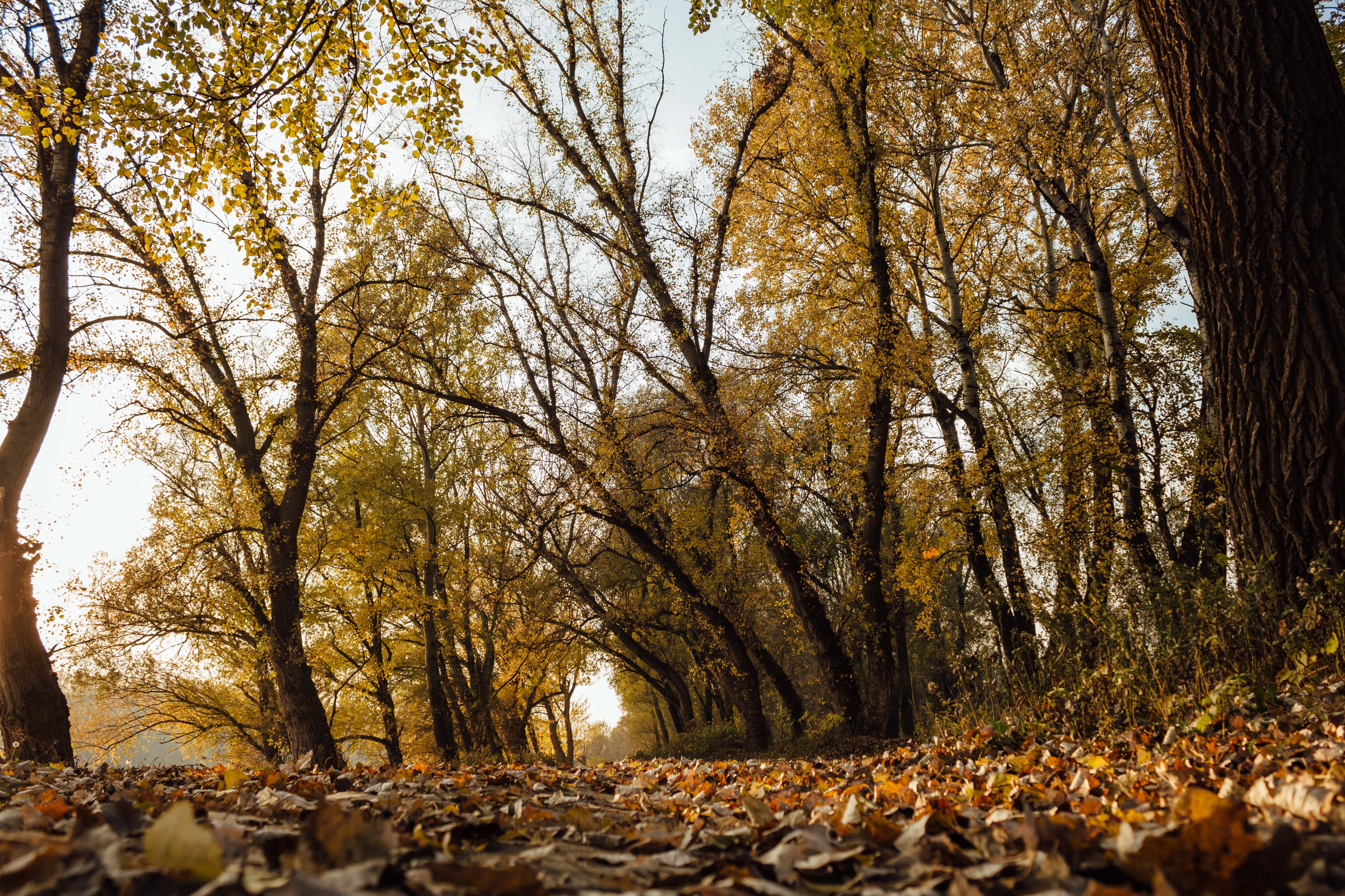 Осенние деревья парк широкий угол