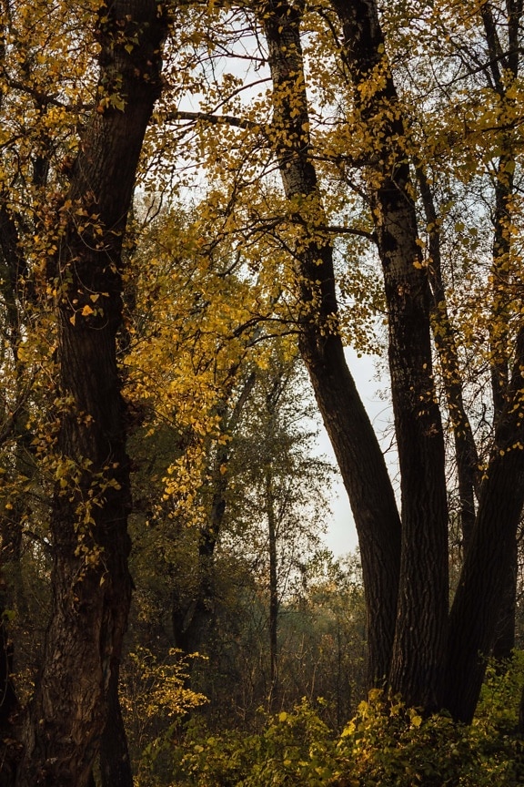 stromy, les, podzim, list, parku, Topol, strom, dřevo, krajina, pěkného počasí