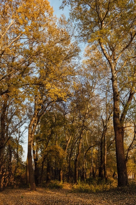 autumn, forest trail, trees, national park, tall, tree, leaf, landscape, forest, poplar