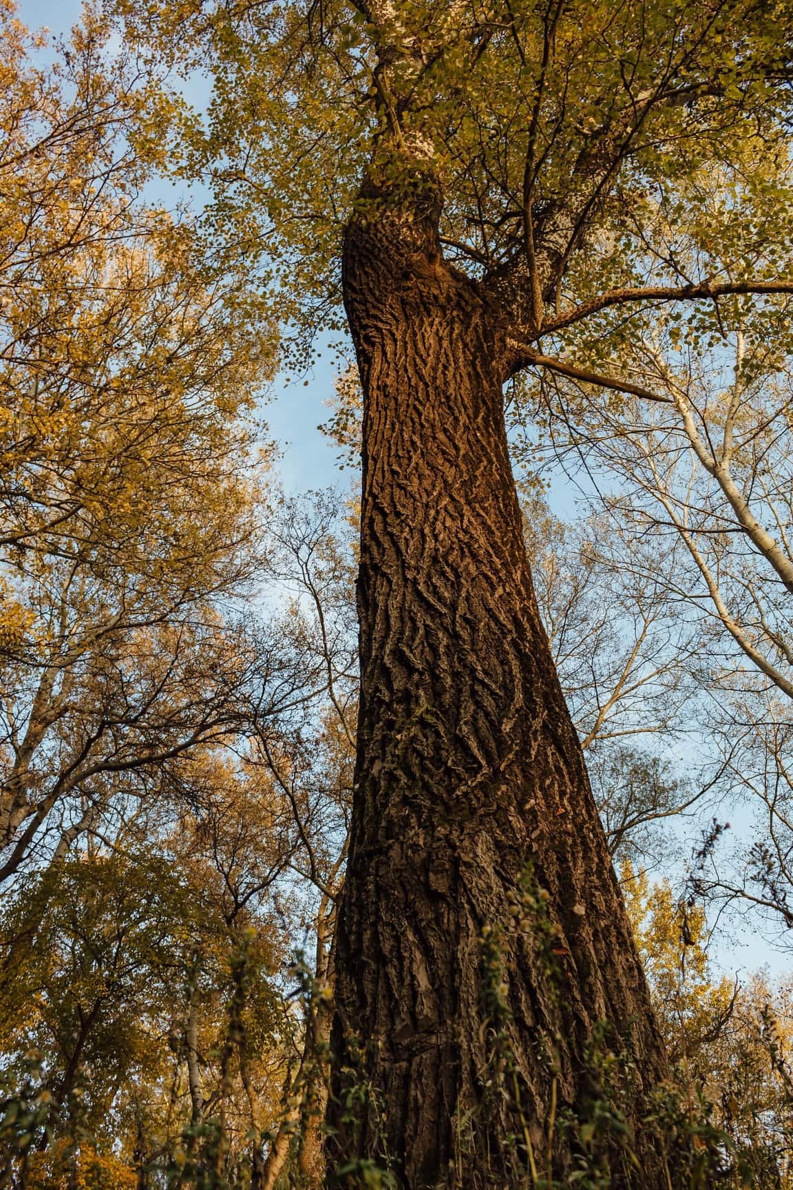 Free picture: tall, tree, bark, trees, wood, leaf, forest, nature, park ...