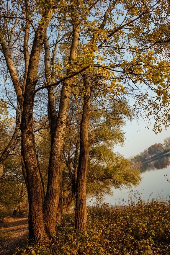 Тополь, на берегу озера, осень, лес, пейзаж, дерево, лист, дерево, деревья, природа