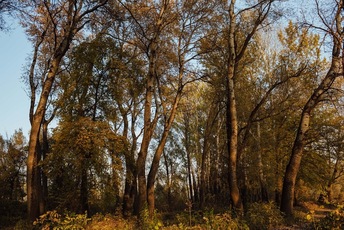 Imagine Gratuită Plop Pe Malul Lacului Toamna Pădure Peisaj Lemn