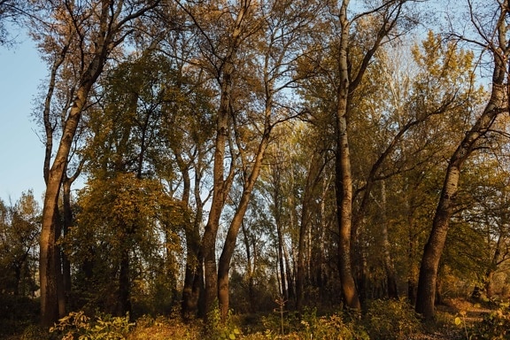 solskin, skovstien, skov, atmosfære, poppel, klima, blad, træ, træer, efterår