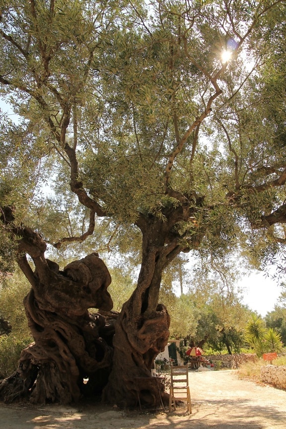 Olive, Klima, Bäume, Mittelmeer, Wald, Landschaft, Struktur, Park, Herbst, Natur