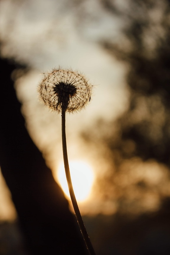 dandelion, silhouette, shadow, sunset, seed, flower, herb, nature, plant, sun