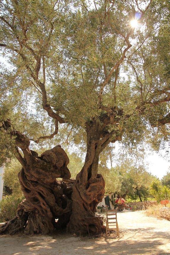 Bäume, Olive, alt, Klima, Mittelmeer, Sonnenschein, Wald, Natur, Landschaft, Struktur