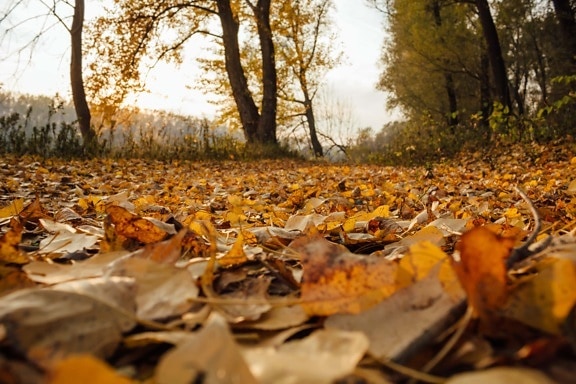 saison de l'automne, peuplier, feuilles jaunes, automne, feuille, paysage, bois, forêt, arbre, nature