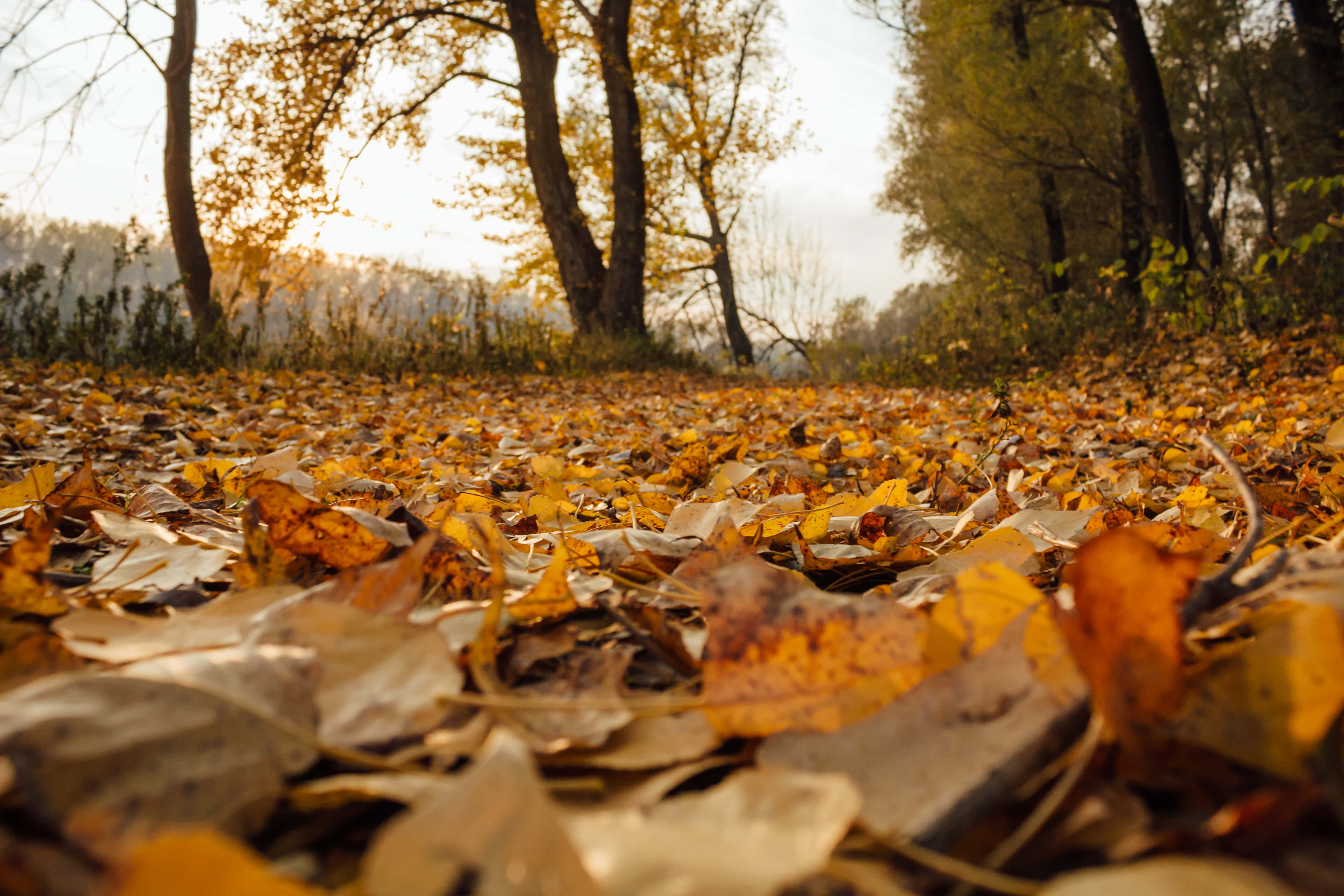 Бесплатное изображение: осенний сезон, Тополь, Желтые листья, осень, лист,  пейзаж, дерево, лес, дерево, природа