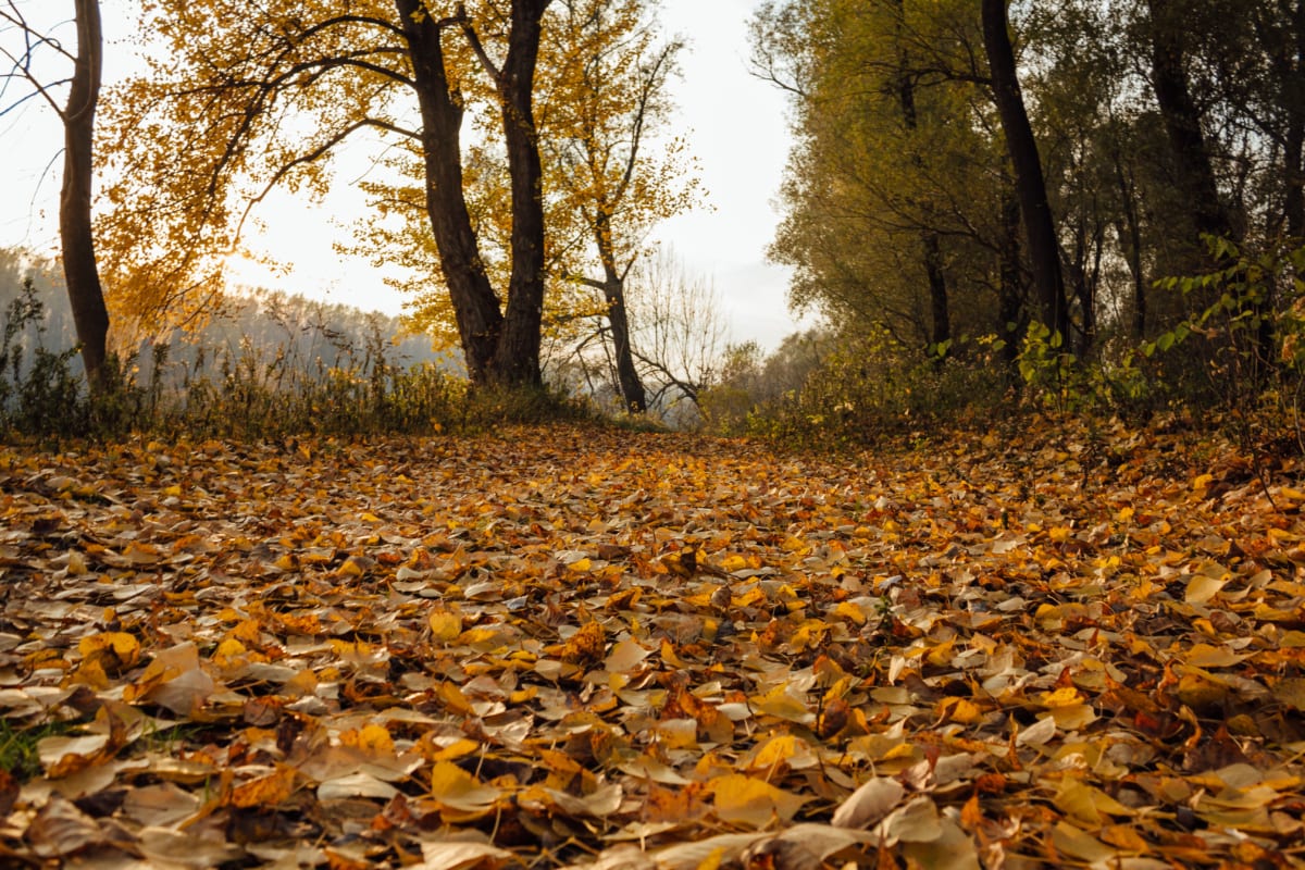 sezon jesień, Topola, Żółte liście, leśna ścieżka, klimat, jesień, krajobraz, lasu, natura, drzewa