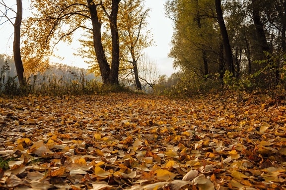 Herbstsaison, Pappel, gelbe Blätter, Waldweg, Klima, Herbst, Landschaft, Wald, Natur, Bäume