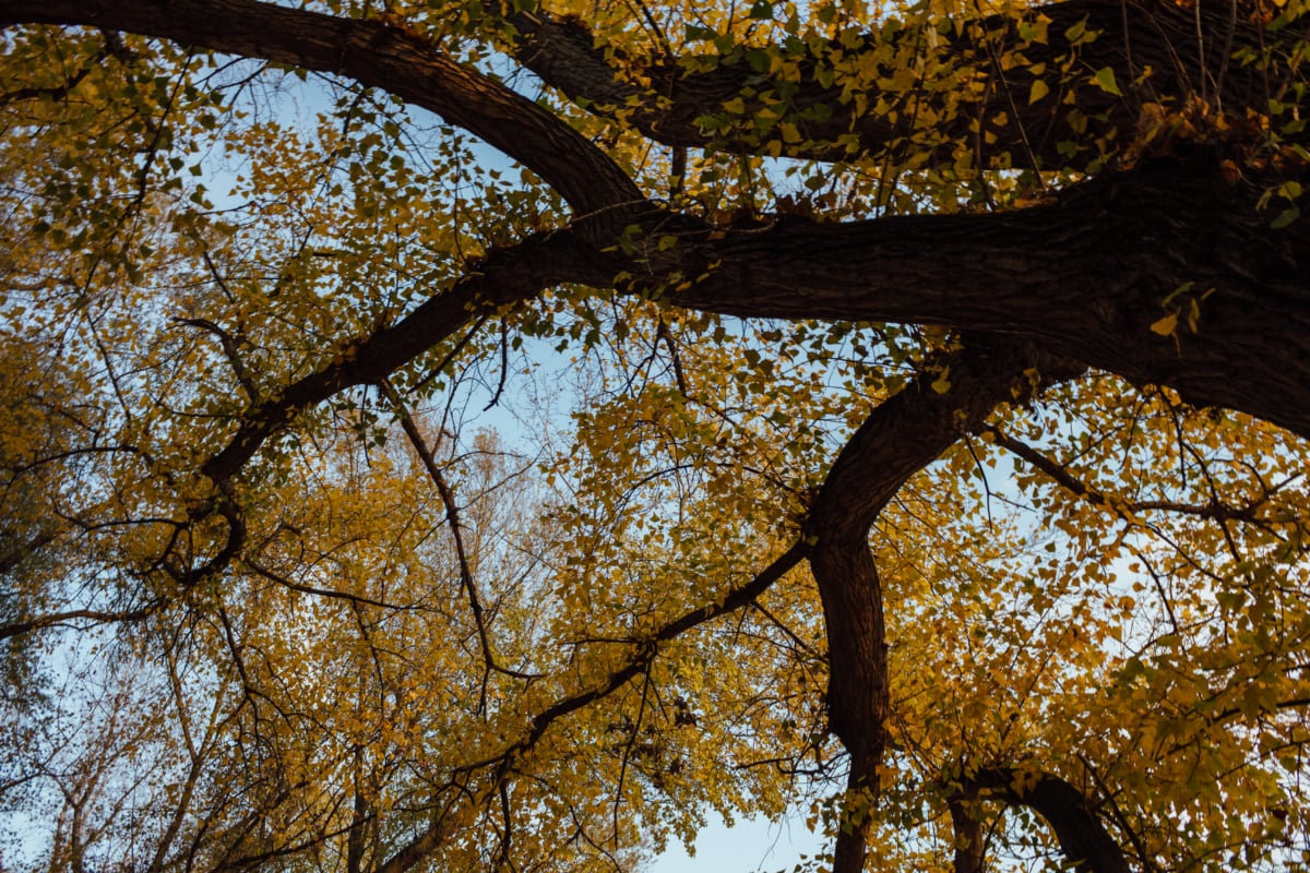 strom, podzimní sezóna, vysoký, pobočky, žlutá, parku, podzim, sezóny, les, list