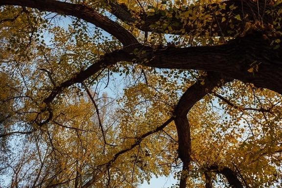 strom, jesennej sezóny, vysoký, pobočky, žltá, park, jeseň, Sezóna, les, krídlo