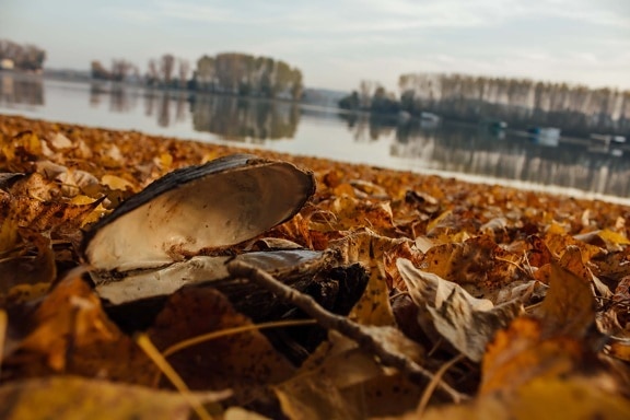 mussel, shell, autumn, yellow leaves, dry, lakeside, nature, invertebrate, water, river