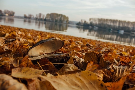 mussel, autumn, soil, yellow leaves, ground, shell, water, invertebrate, nature, beach
