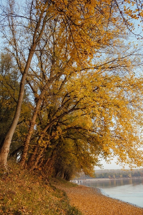 podzim, zlatá záře, žluté listy, větvička, stromy, pobočky, krajina, list, les, strom