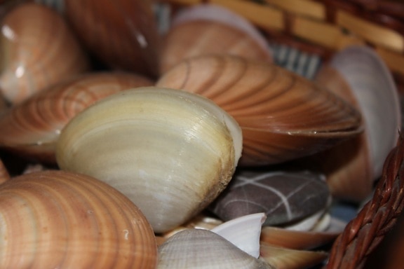 mussel, still life, shell, wicker basket, mollusk, invertebrate, handmade, indoors, brown, upclose