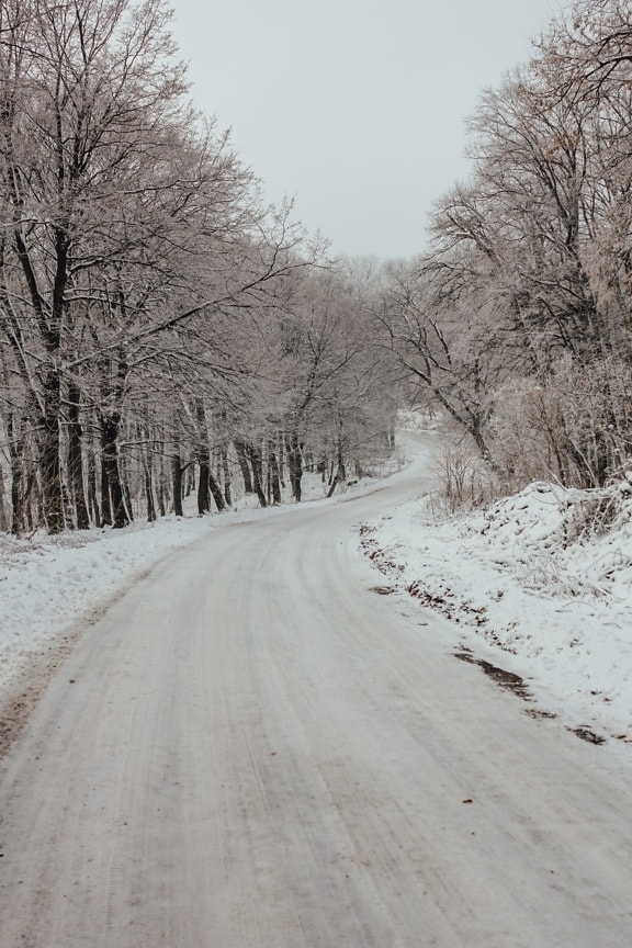 pantă, panta, drum forestier, iarna, drumul, vremea, peisaj, rece, ceaţă, îngheţ