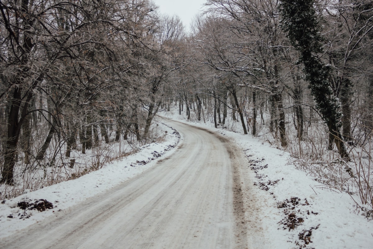 közúti, erdei út, téli, fa, hideg, erdő, fák, Időjárás, hó, fagy