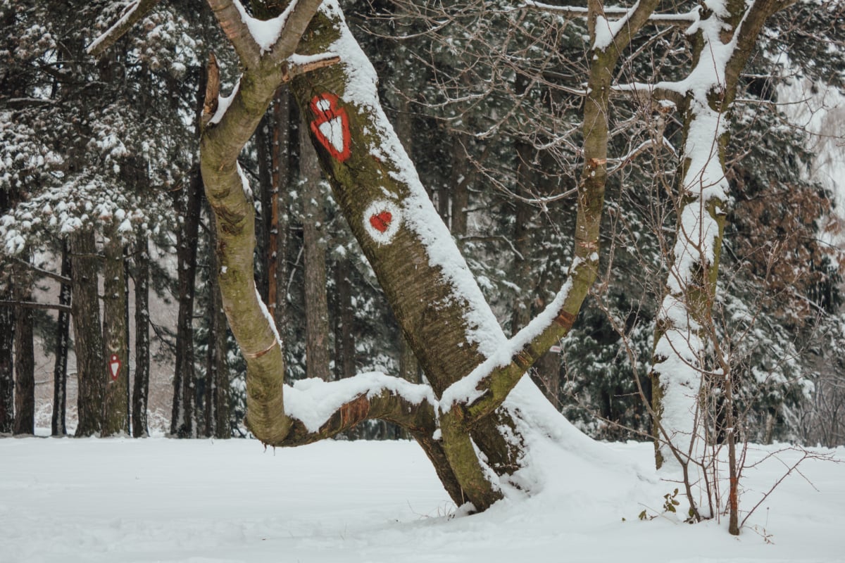 дърво, надморска височина, планинско катерене, знак, символ, студено, пейзаж, дървен материал, скреж, сняг
